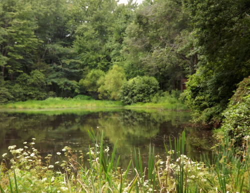 forsythiahill: The pond in Summer where my husband works at Crutchfield in Charlottesville, Virginia