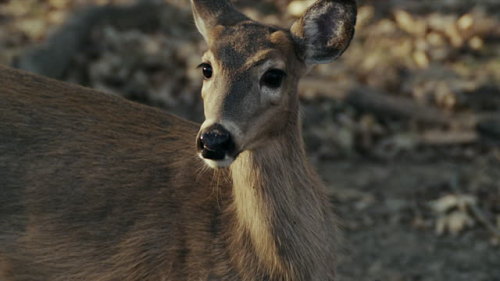 doomhound:whitetail deer moodboard for @irlnate ! 