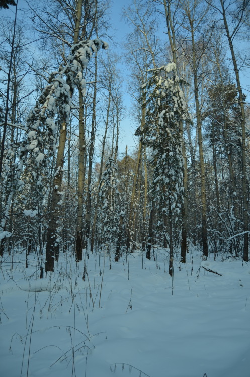 I like winter forest, it`s so beautiful!