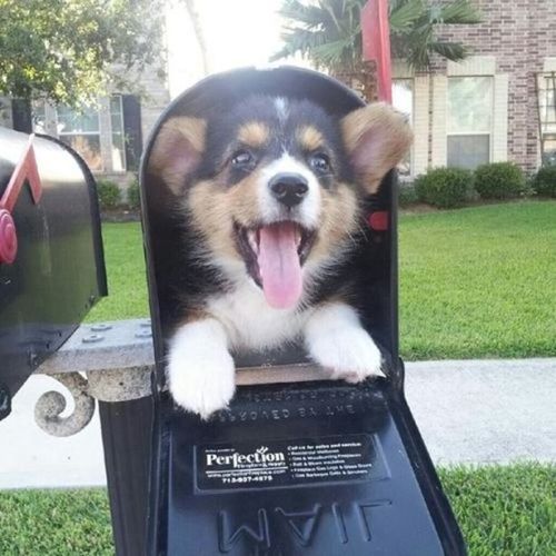 thecutestofthecute: Congratulations!! You got mail !!!.. Pup-mail that is!!! Speshul delibery!