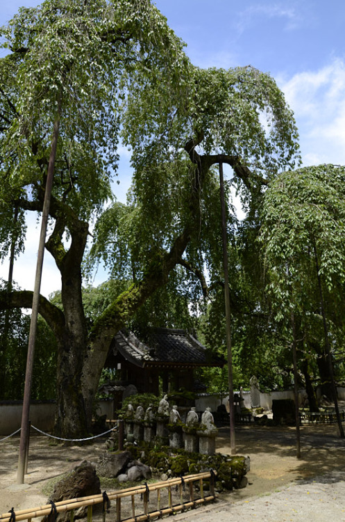 At the temple清雲寺にて枝垂桜Chichibu, Saitama Pref., JapanBy : scyllarides