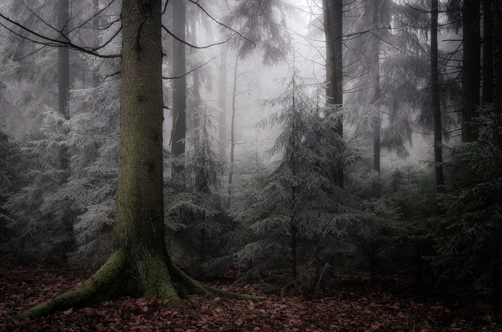 archatlas:  Secret Woods  Heiko Gerlicher is a 47 year old award winning photographer