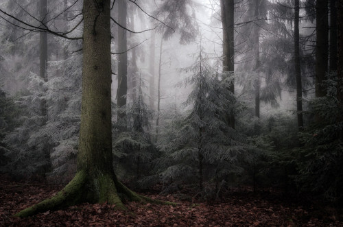 archatlas:  Secret Woods  Heiko Gerlicher is a 47 year old award winning photographer living near Coburg, Upper Franconia (Germany).His photographic main focus are landscapes, especially forests and trees.Images and text via + via