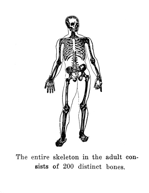  Albert John Nunnamaker, Anatomy and Embalming, 1913