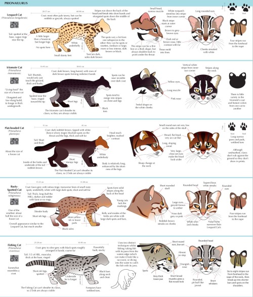 zitoisneato: anatoref: Guide to Felinae @natchkat