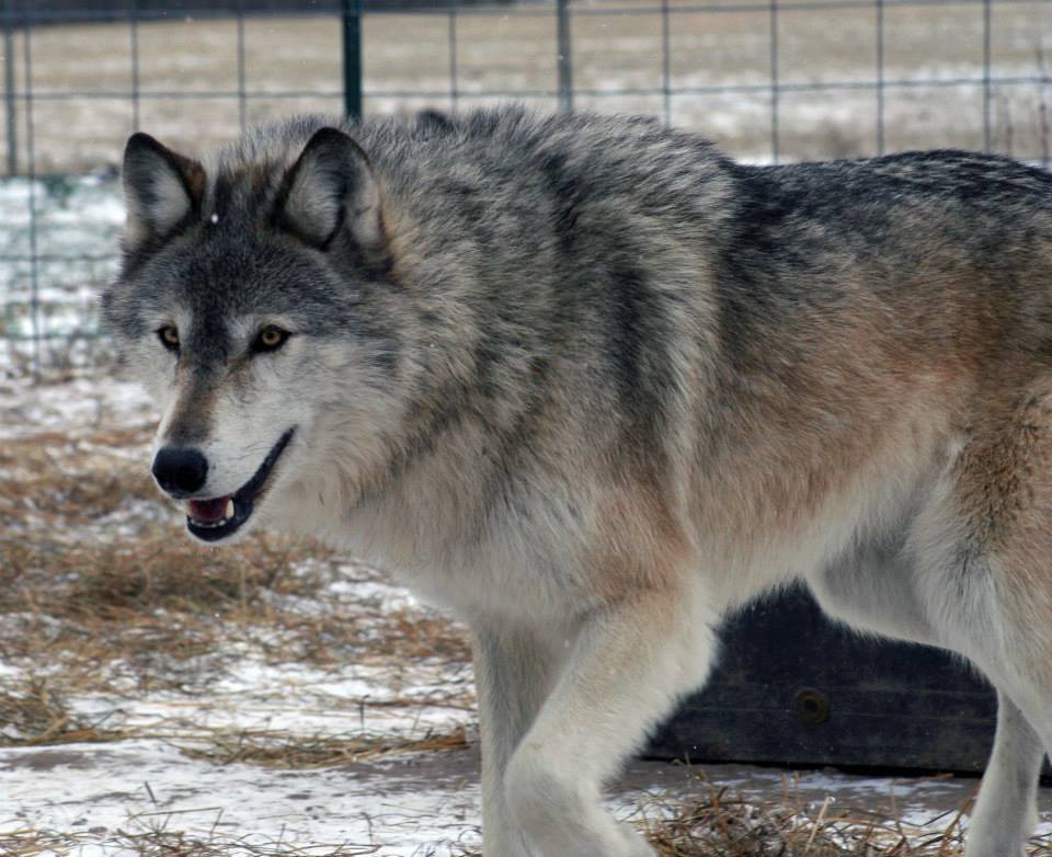 naturepunk:  I post a lot of dogs that are not wolfdogs, so here are a few REAL wolfdogs