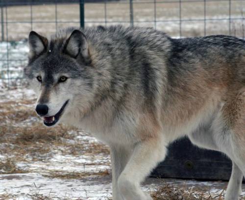 non-wolfdogs:naturepunk:I post a lot of dogs that are not wolfdogs, so here are a few REAL wolfdogs 