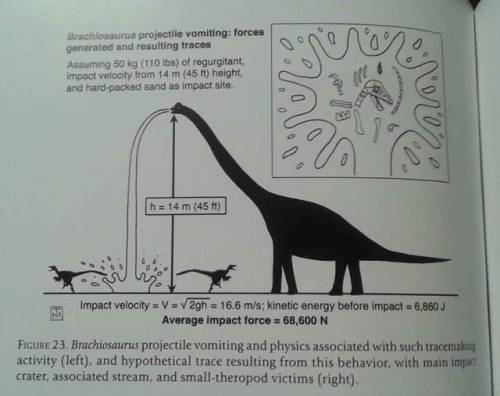 wtf-scientific-papers: [Brachiosaurus projectile vomiting and physics associated with such tracemaki