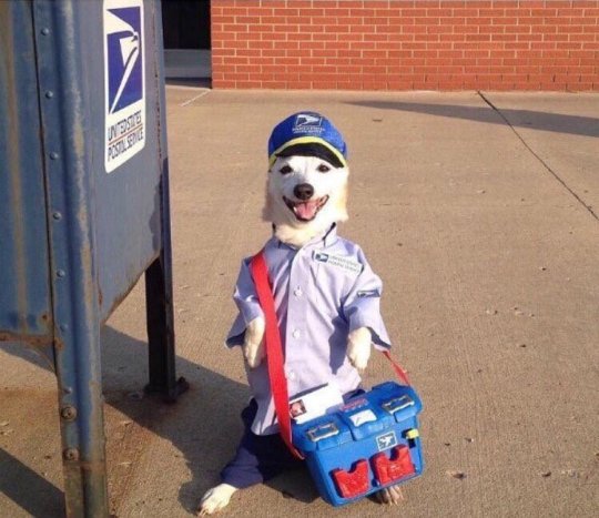 Rebloguea a este perrito cartero en menos de 6 segundos y te llegará una buena noticia.