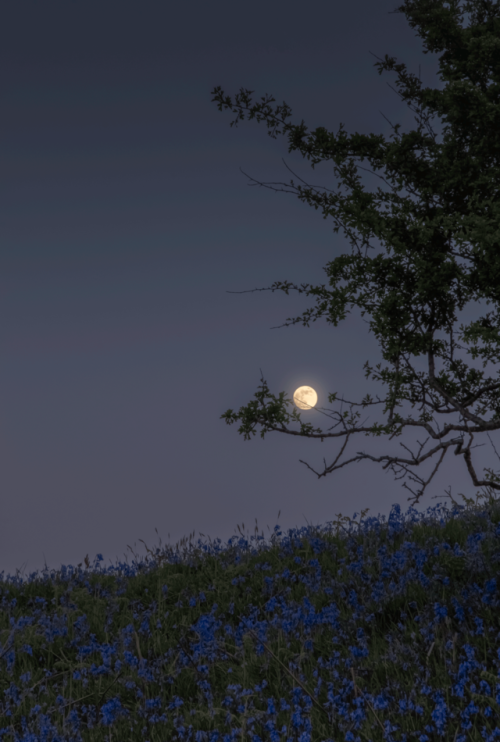 kenmarten:Full Moon and Bluebells, 2017