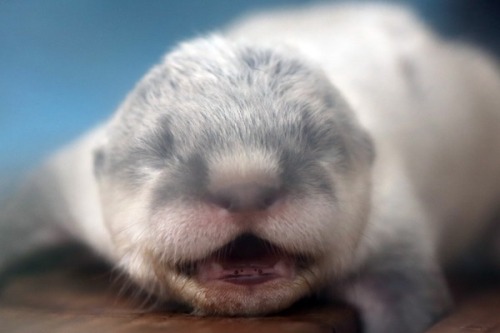 mysterysciencegirlfriend3000: maggielovesotters: Otter mum thinks it’s a good time to take her