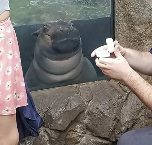 archiemcphee:Because sometimes what you need most is to watch a baby hippo named Fiona photobombing 