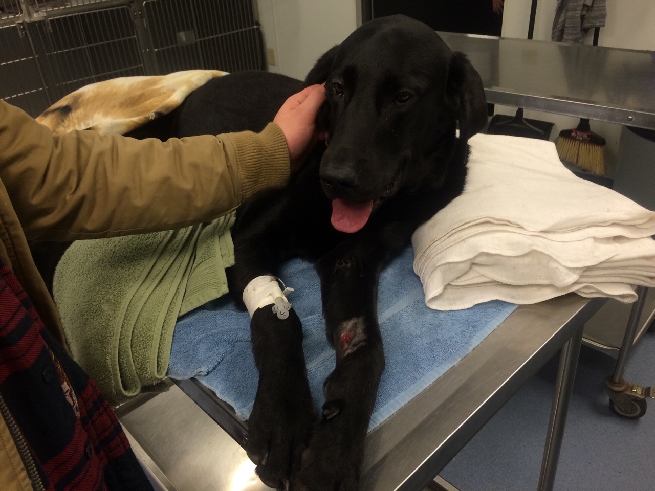 nipbar:  This is most likely all I will be posting about for a while. My dog was
