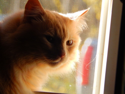 calico-dan: Dave looked peaceful after he chased Danni and Mallorie off the window. 