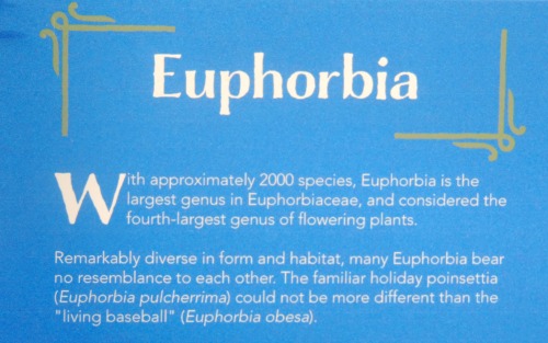 Euphorbia, United States Botanic Garden, Washington, DC, 15 November 2014.When the weather starts to