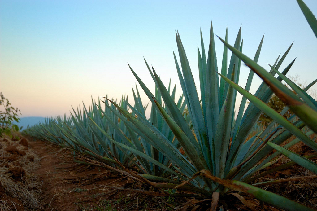 chido-thecool:  raulmacias: Maguey Agave Azul Impresionante el color que toman los