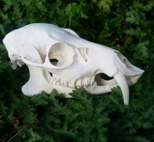 thepeencuisine:Chinese water deer skull