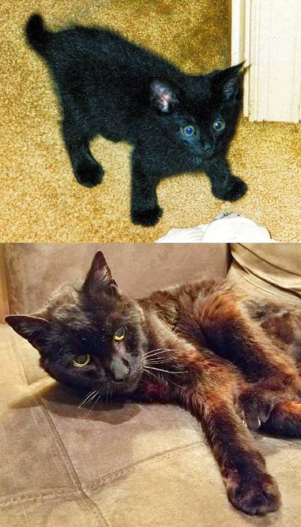 awwcutepets:Figaro in 1997 and today on his 21st birthday