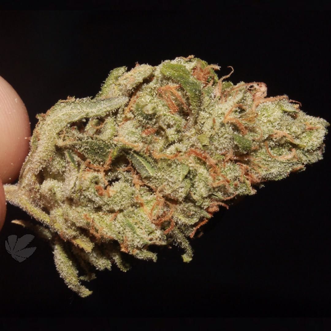 weedporndaily:  #ItsJustAFlower #WeedPornDaily #stayregular #superstoners by @therealwpd