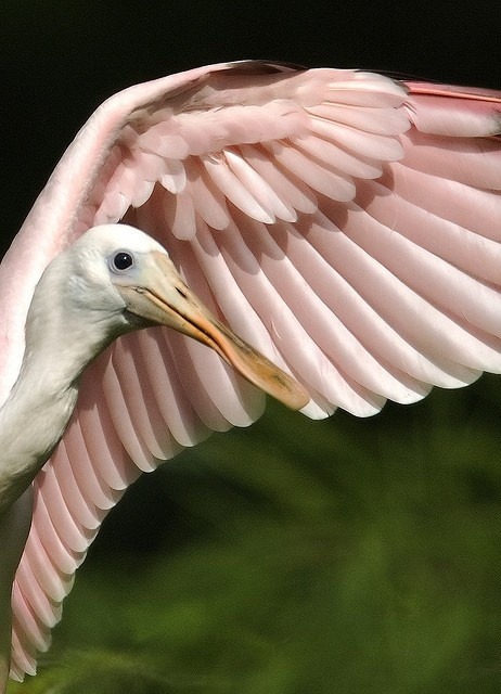beautymothernature:  Beautiful Roseate Spoonbill Love Moments 