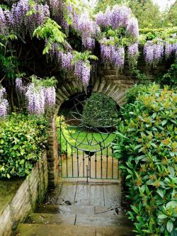 dominantstateofmind:  bonitavista:Yorkshire, Englandphoto via helenwysteria.. my favorite flower, perhaps, beside the rose.  Planting rose gardens was once a hobby.  Wysteria is more difficult.  D/sOM