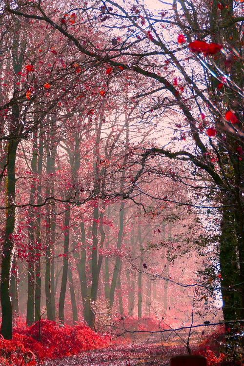 mystic-revelations:  *** By THOMAS Patrice 