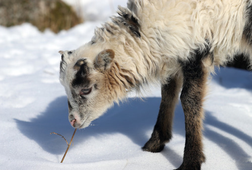 michaelnordeman:A very young Gute sheep. 