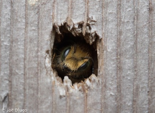 bee-safari: Every morning I go out to my many bee hotels and do a count of all the little heads poki