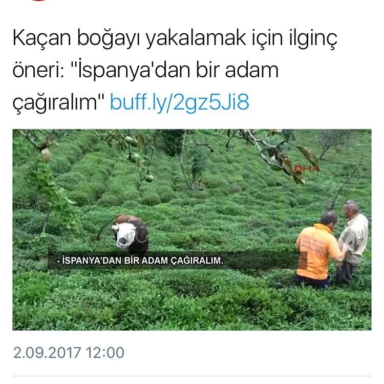 Kaçan boğayı yakalamak...