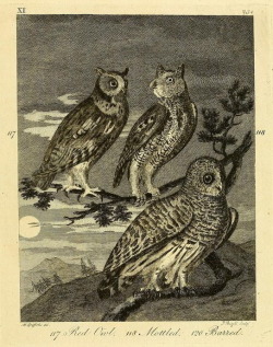 nemfrog:  Owls, red, mottled and barred. Arctic