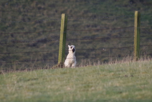 In the fields this morning – it’s still chilly, but the weather’s much nicer than it has been;