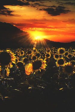 lmmortalgod:  Sunflowers at sunset