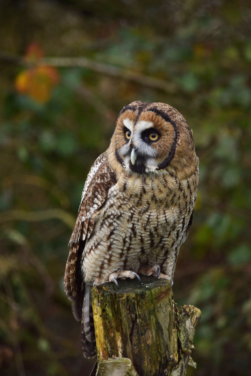 effervescentaardvark: Brown wood owl (my photos)