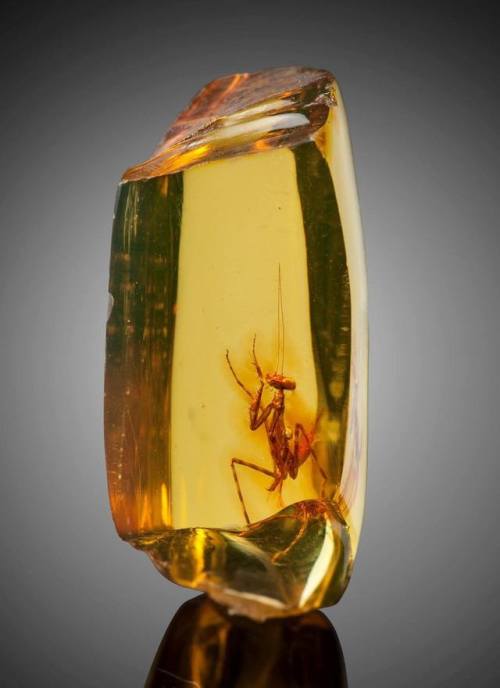 A praying mantis (hymenaea protera) trapped in amber. Approximately 12 million years old.