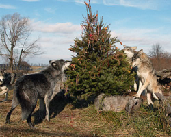 Wolveswolves:  Happy Christmas Everyone! :)   Pictures By Monty Sloan   This Is