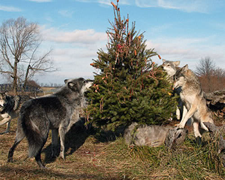 wolveswolves:  Happy Christmas everyone! :)   Pictures by Monty Sloan   this is my favorite thing ever. photos of wolves climbing christmas trees and getting their heads stuck in present boxes and eating (edible) ornaments.