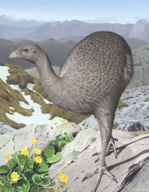 sixth-extinction:The upland moa (Megalapteryx didinus) was a small and agile moa that stood about 1 