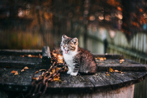 atraversso:  Gorgeous Kitty by Афиногенова Татьяна