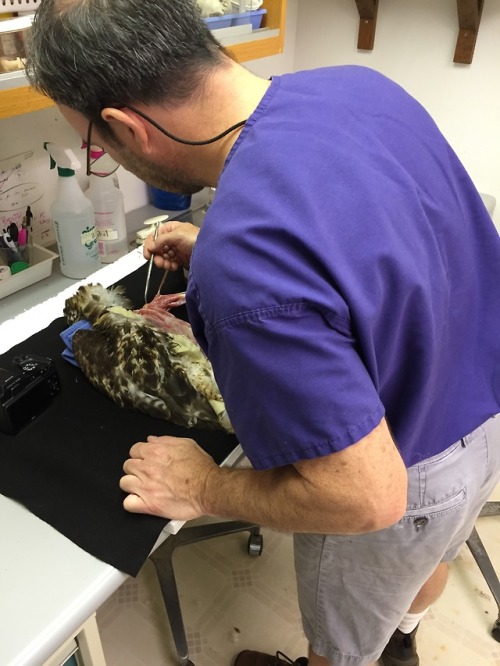 Dr. Scott is working on a new project - a surgical dissection guide for birds of prey.  Using a