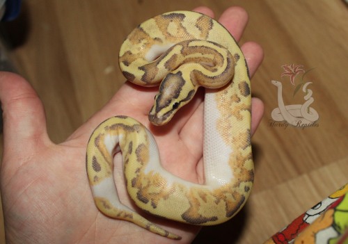 i-m-snek:This little lady ate as well, and is looking good~