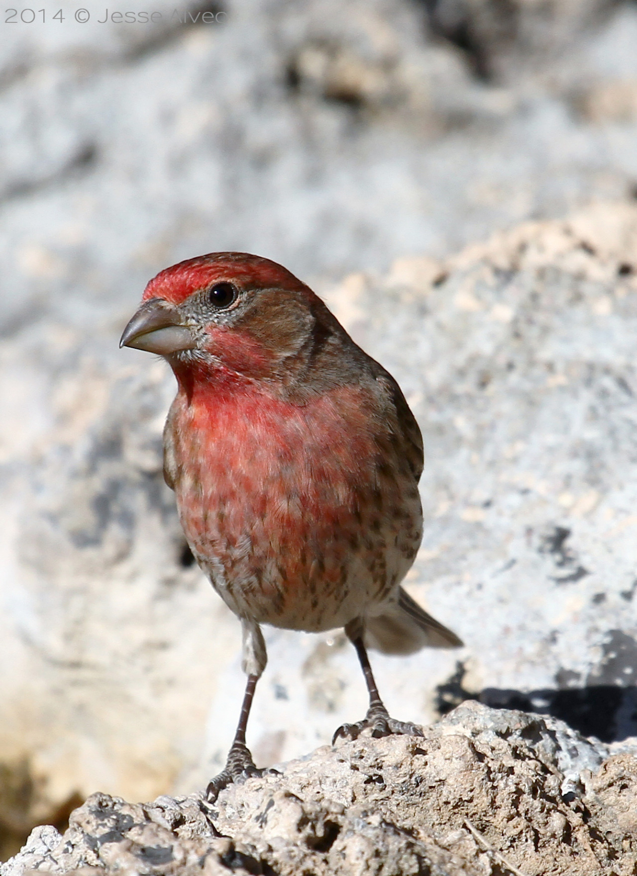 birdsonly:  Male House Finch ~ Hausgimpel (Hahn) ~ Haemorhous mexicanus 2014 ©