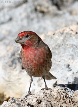 birdsonly:  Male House Finch ~ Hausgimpel
