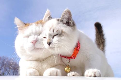 cybergata:Shironeko and Kuro, two amazing kittehs.