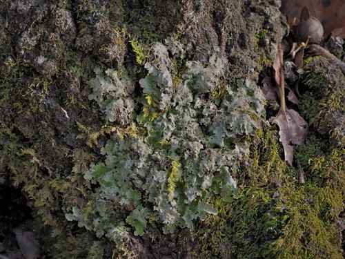 Lobaria raveneliiThis gorgeous foliose lichen can be found growing on mossy rocks and wood in open w