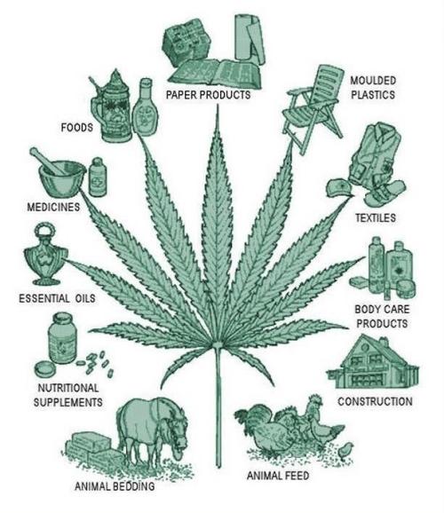 oldirtyblogger:swordofomens:  surfer-rosa3:  carlboygenius:  Hemp is a Sensible, Sustainable, Highly-Industrializable Plant We should utilize it. Hemp could solve many problems. END PROHIBITION. It is NOT just about smoking.  YEP.  And you forgot a big