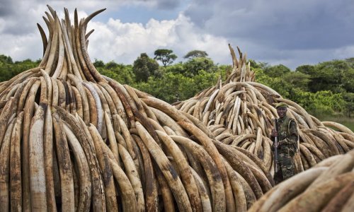 Kenya to Burn Biggest Ever Stockpile of Ivory By Fiona Harvey via The GuardianTusks from more than 6