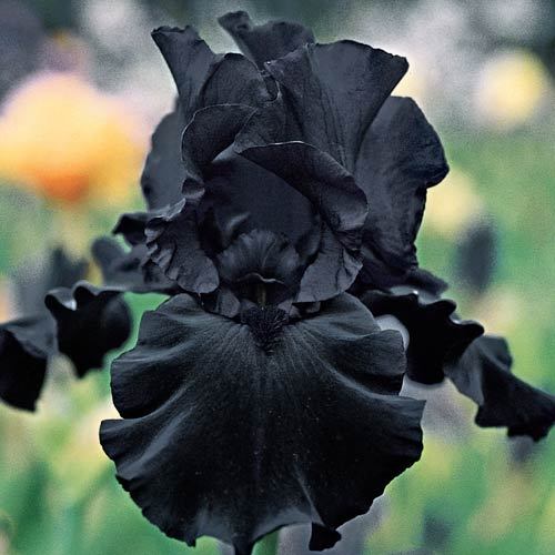 opticallyaroused:  Hello Darkness ~ Black Iris