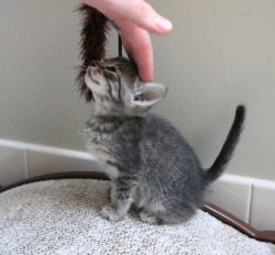 magical-meow:   	Being Petted Is The Best by Jennuine Captures    	Via Flickr:  ~ Happy Caturday :-)