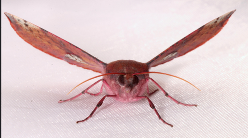 cool-critters:Pink-bellied moth (Oenochroma vinaria)The pink-bellied moth is a moth of the family Ge
