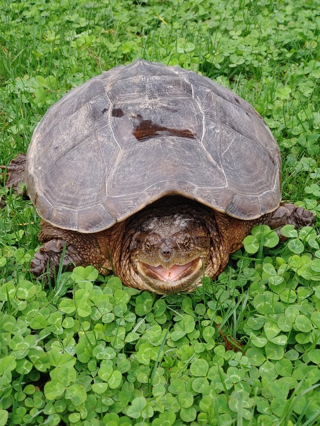 angry giant snapping turtle